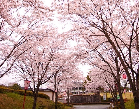 バレンタインパーク作東の桜