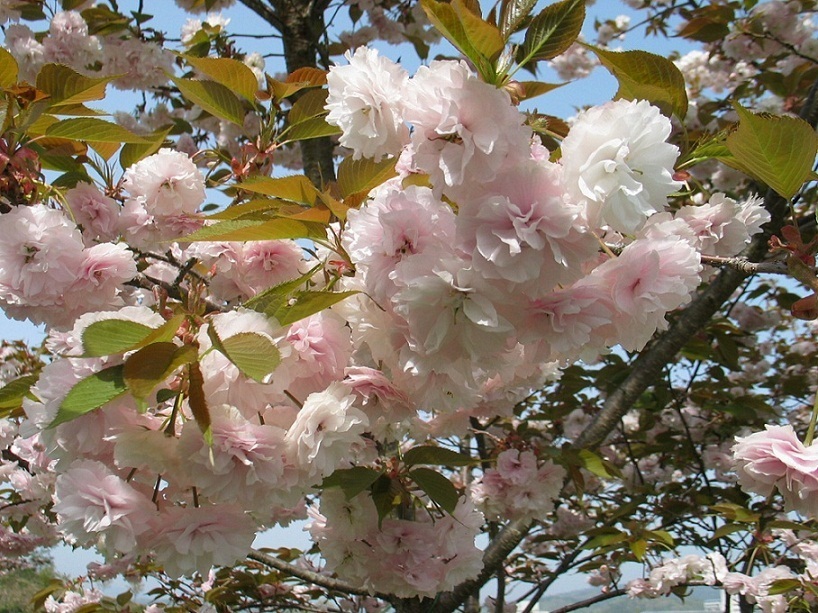 水道公園の桜