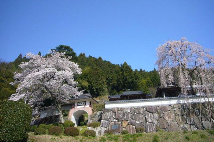 神宮寺の桜