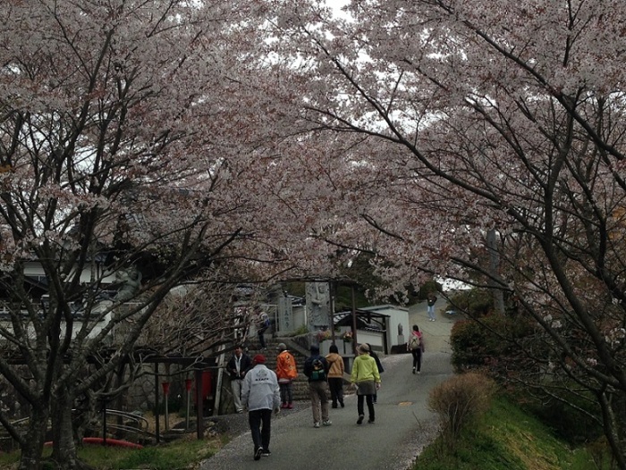 桜景色の参道