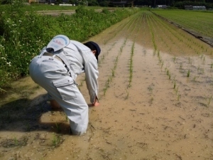 手作業で田植えをするくまさん