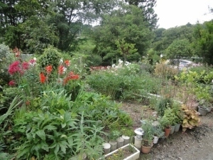 くまさんがきれいな花につられて入ったお庭