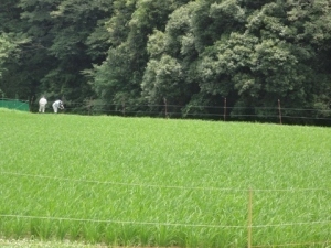 中川にて電気柵の補修中