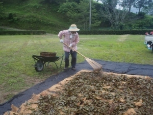 天日干し作業。湯気とお茶のよい香りがあたりに広がりました