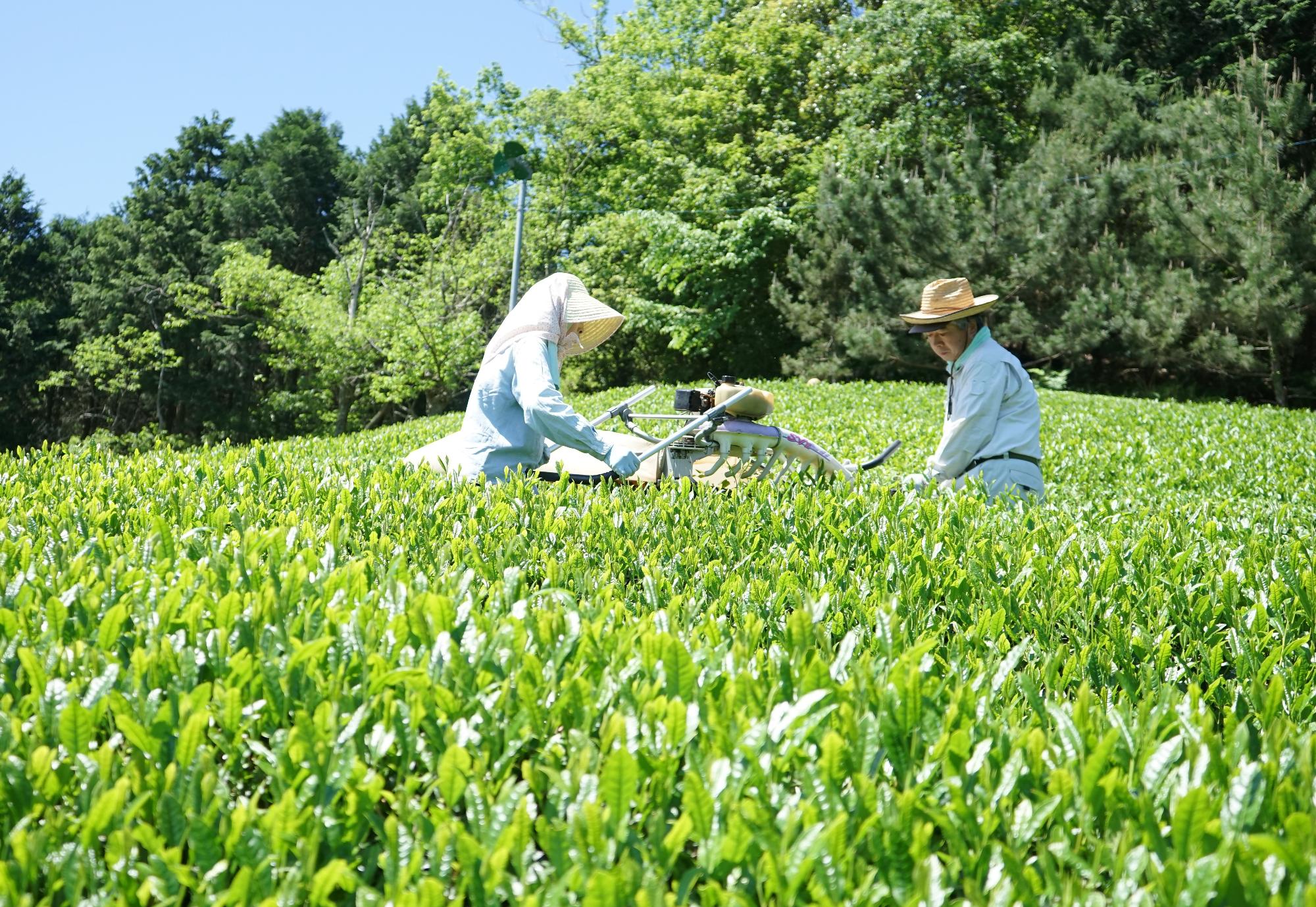 茶の栽培の様子