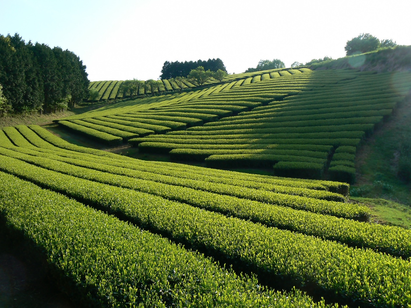 海田の茶畑