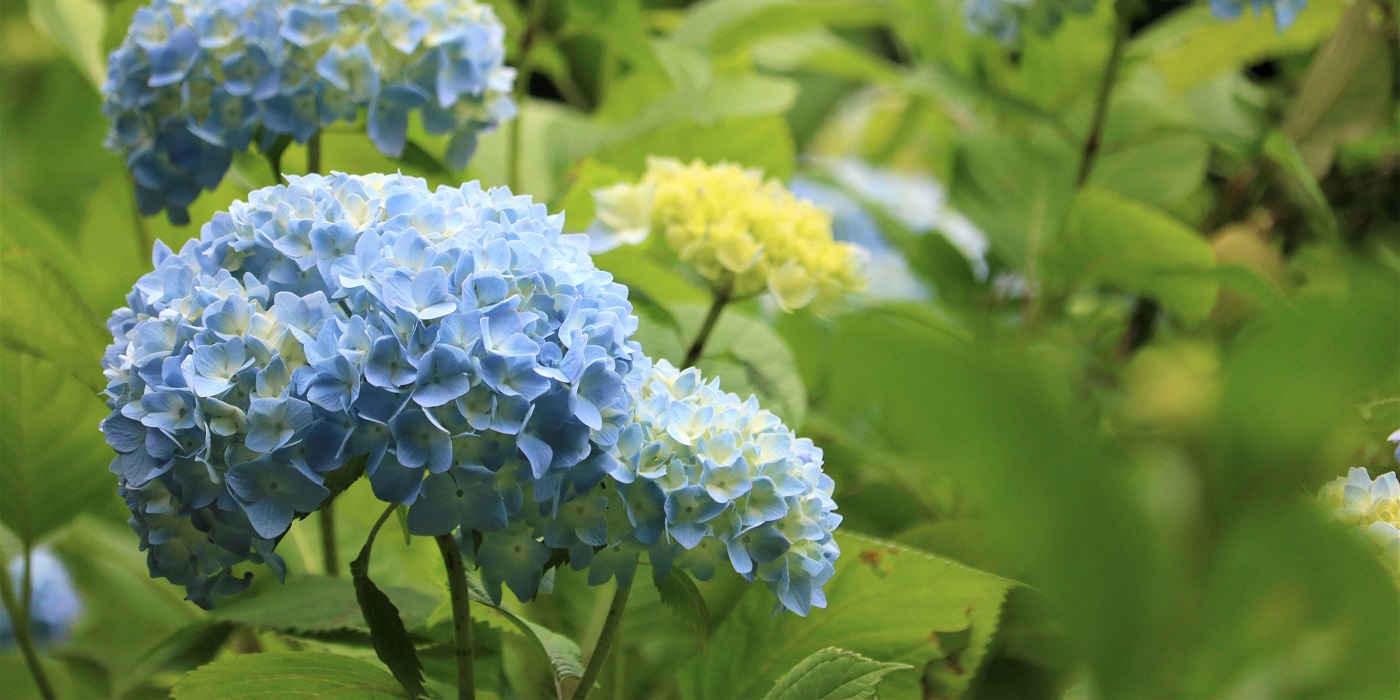 美作市の紫陽花