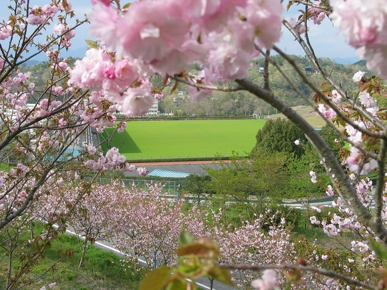 水道公園の桜