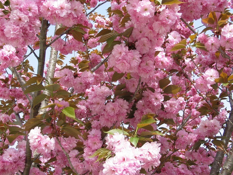 水道公園の桜