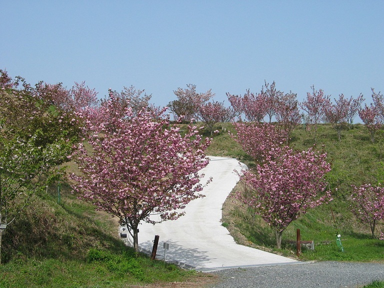 水道公園の桜