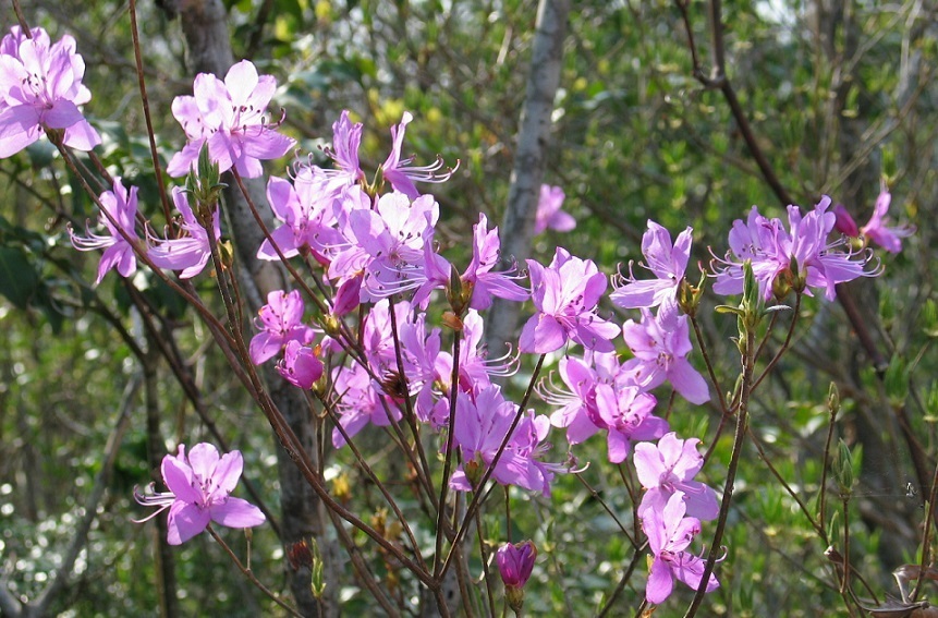 つつじの花