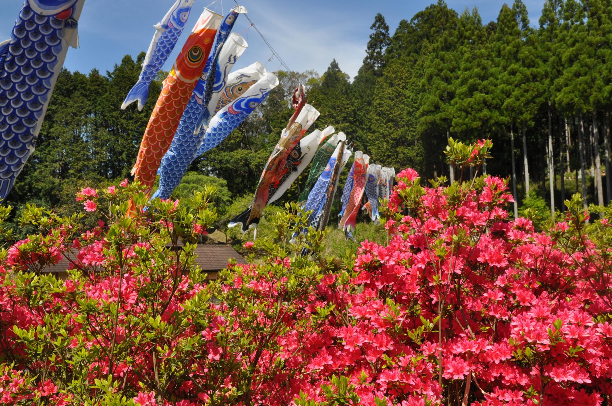 鎌坂峠つつじ園