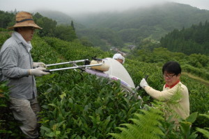 畑で茶葉を刈り取りました