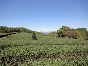 山外野の茶畑