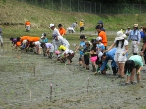 大人も子どもも、みんなで田植えをしました