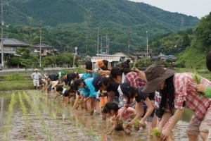 みんな並んで稲を植えました