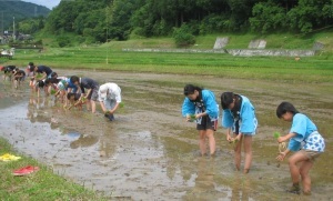 田植え