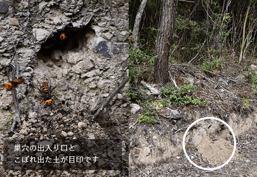 オオスズメバチ