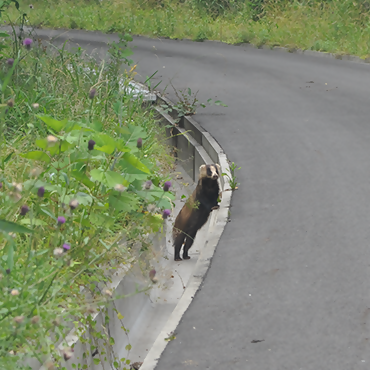 ニホンアナグマ