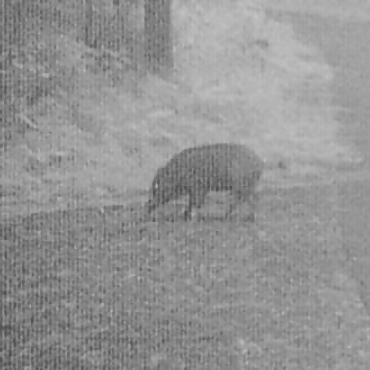 ニホンイノシシ