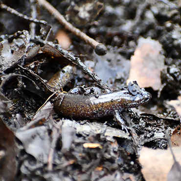 カスミサンショウウオ