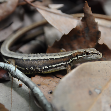 ニホンカナヘビ