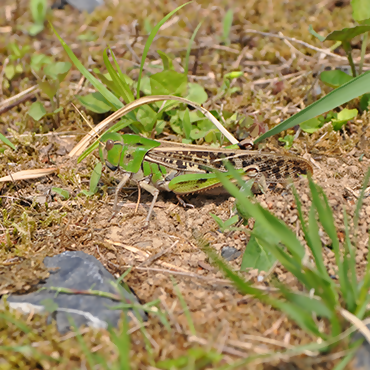 トノサマバッタ