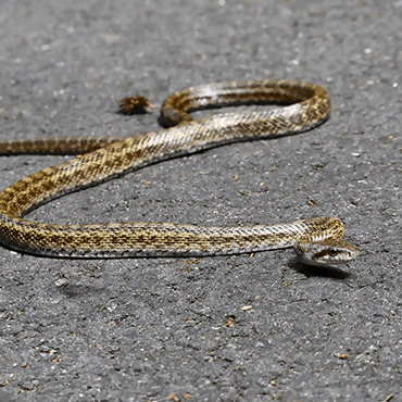 アオダイショウ