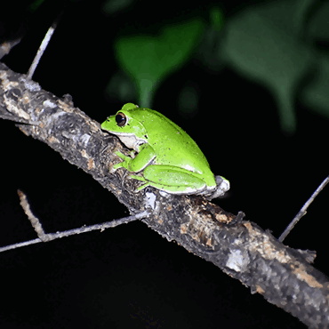 モリアオガエル