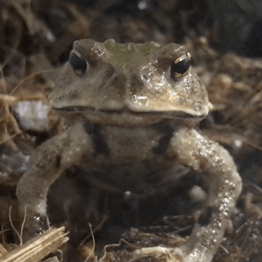 ニホンヒキガエル