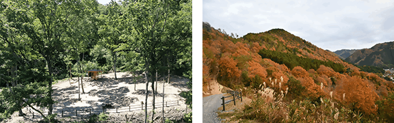 藤乃森稲荷周辺2