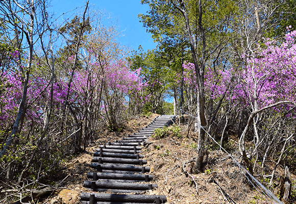北原ツツジロード