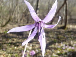 カタクリの花