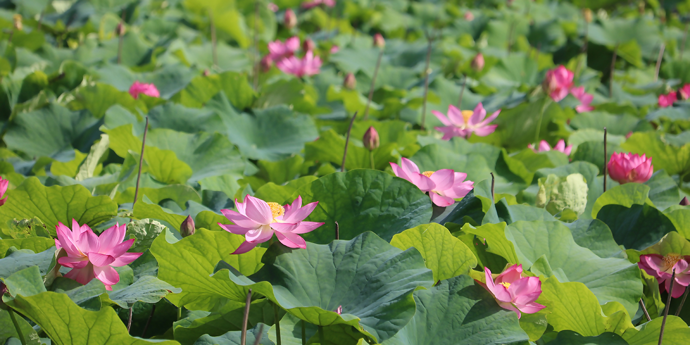 亀ヶ市池ビオトープ公園のハスの花